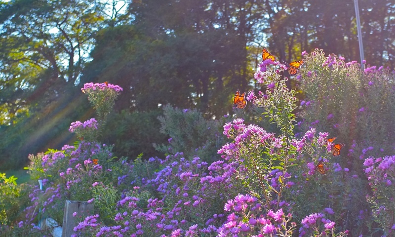 File:New England Aster.jpeg
