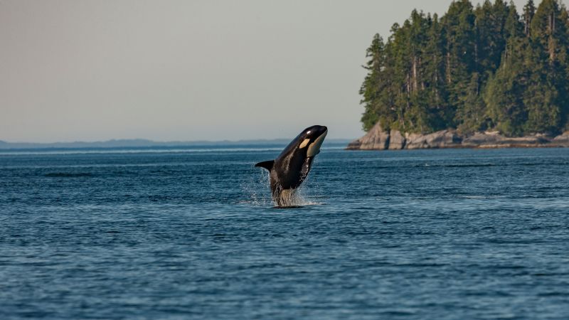 File:Orca.jpg