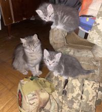 Three cats sitting on some military equipment