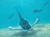 A group of common sea scorpions off the coast of Coatzoyuca, Mariso, Wosteaque.
